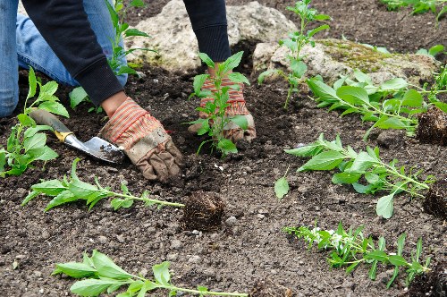 Pruning shrubs and maintaining a healthy Walworth garden