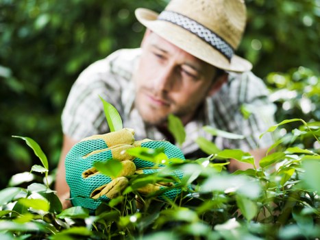 Lawn mowing and hedge trimming in a Walworth outdoor space