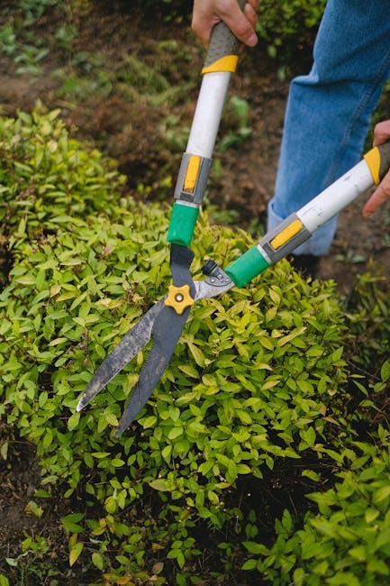 A person wearing a light green jacket, black trousers, and red ear protection is using a leaf blower to tidy up fallen leaves and debris in a well-maintained garden. The garden features a large, matur