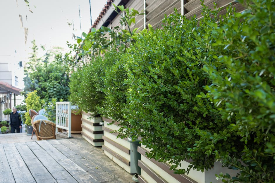 A modern family terrace garden featuring a light-colored wooden deck with several large, round terracotta pots containing small, well-maintained trees with lush green foliage. Surrounding the trees ar